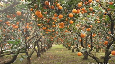 丰收图片大全_丰收模板下载_丰收设计素材