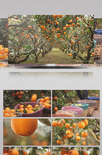 实拍果园橘子橙子丰收视频素材图片