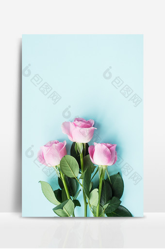 粉色玫瑰花蓝色背景图片
