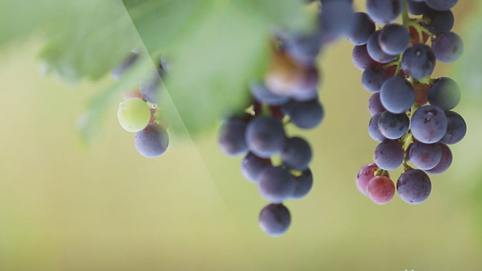 葡萄园多个葡萄品种特写实拍素材