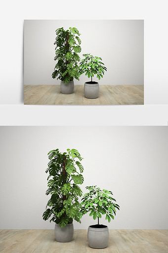 室内大叶绿萝装饰植物组合模型图片
