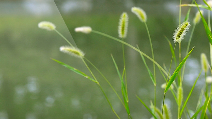 雨后狗尾草高清实拍