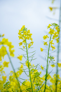 盛开的油菜花