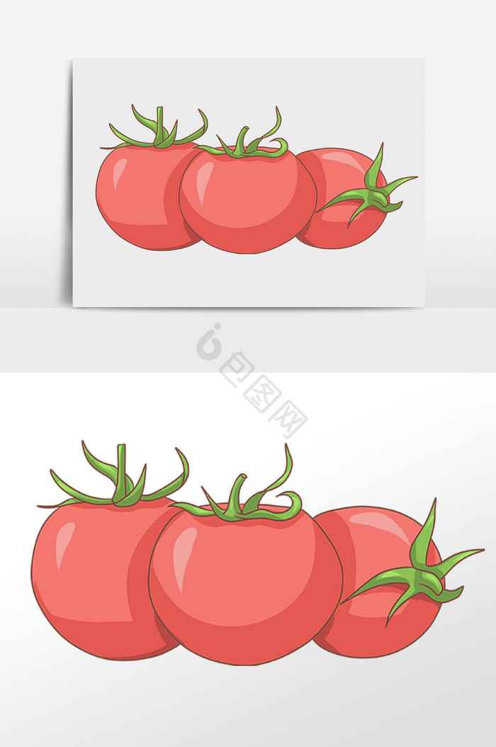 蔬菜食材番茄插画图片