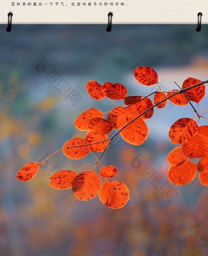 霜降季节节气时间手机海报