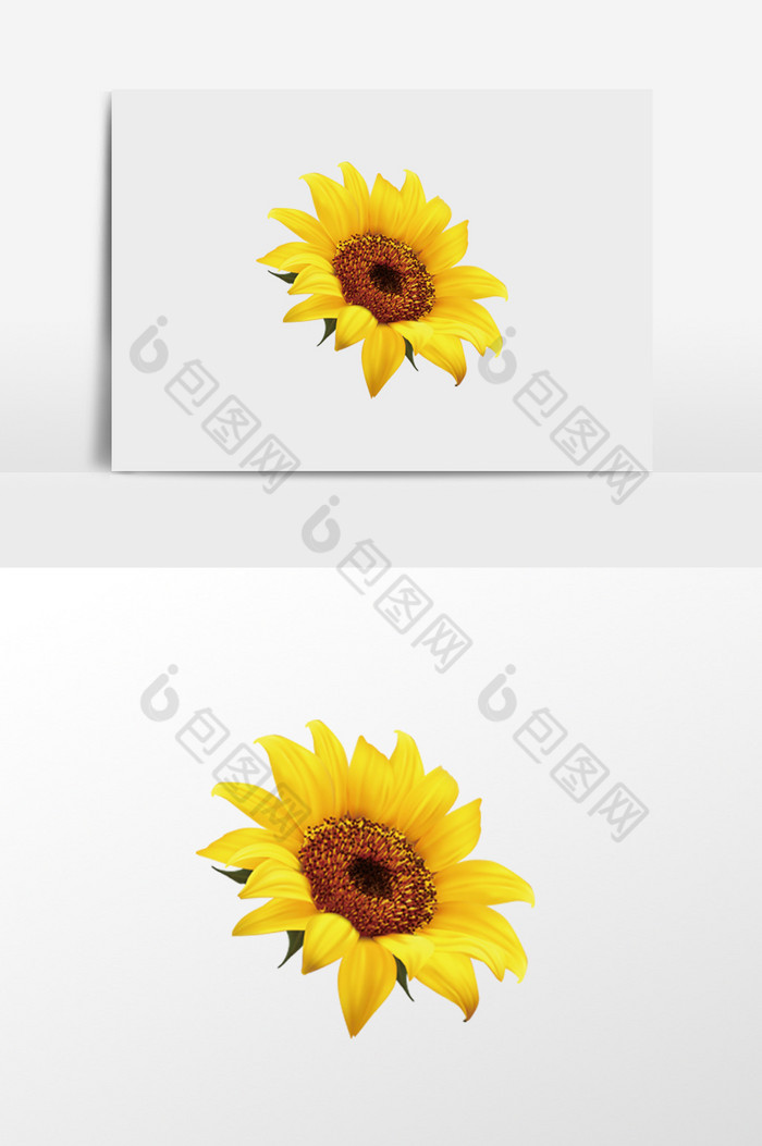 太阳花的插画图片图片