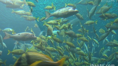 [热带视频素材]图片下载_热带视频素材设计模