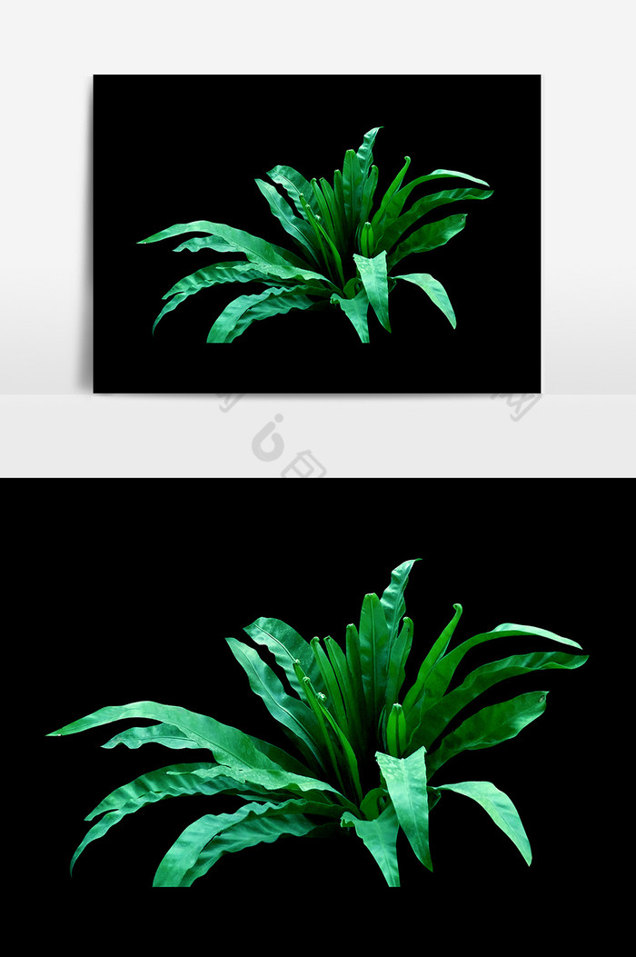 翠植物叶子图片图片