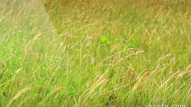 草原上的草随风飘摇