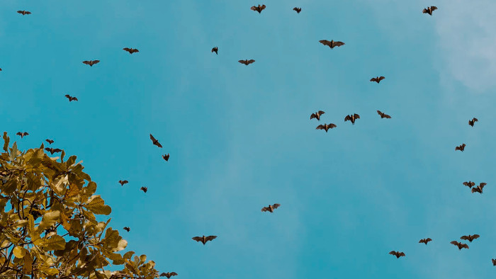 一大群蝙蝠成群地移动或出现的声音效果