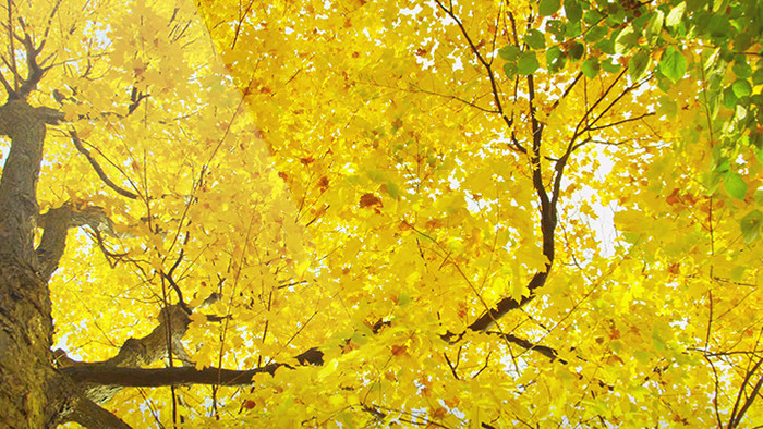 4K秋风落叶绿屏抠像绿幕视频素材