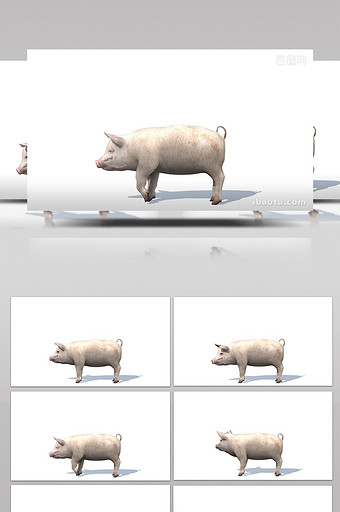 企业宣传片猪的合成视频素材图片