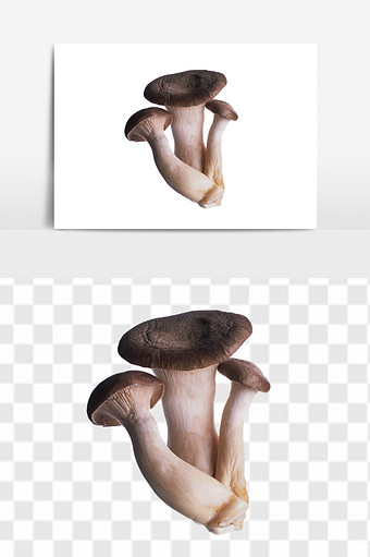 食用蘑菇平菇蔬菜元素图片