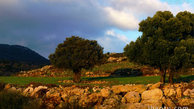 田野里的树木在风中沙沙作响