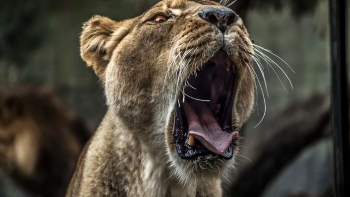 巨型猛兽富有攻击性的低吼声