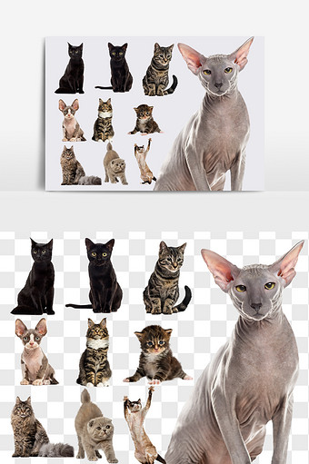 猫素材 包图网 猫素材 包图网
