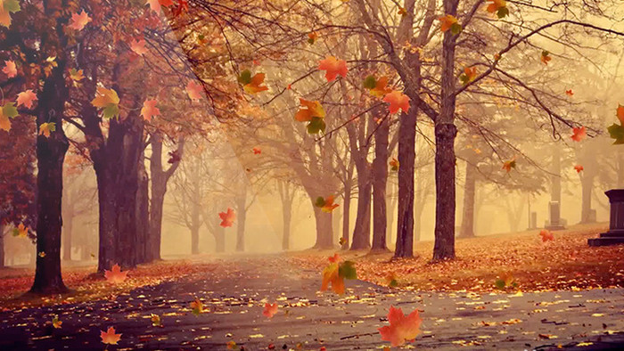 秋天枫叶飘落树木公园背景合成素材