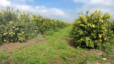 果园图片大全_果园模板下载_果园设计素材