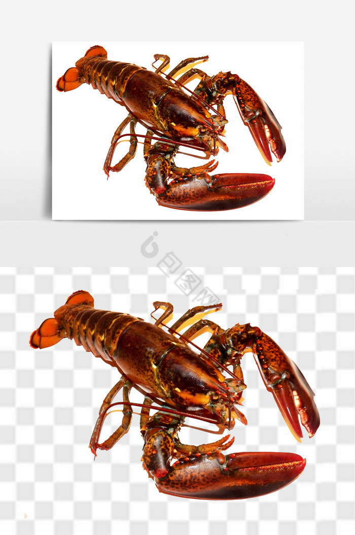 龙虾海底龙虾组合图片