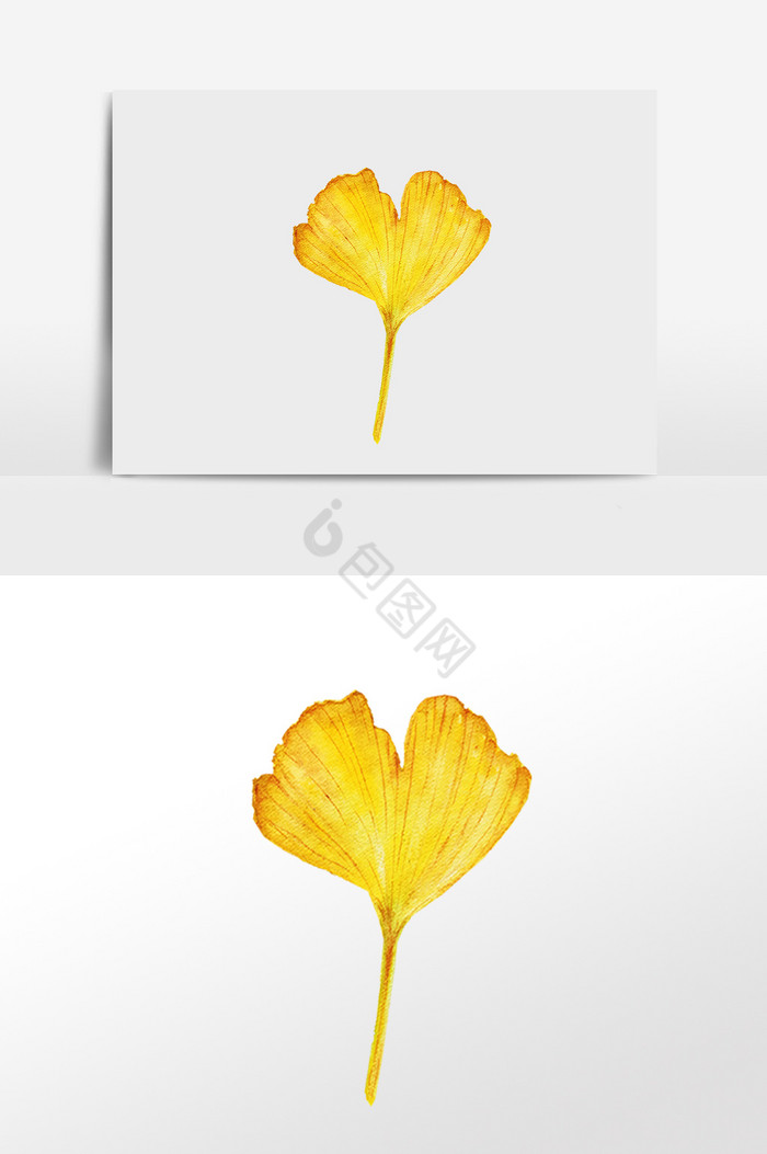 秋季金色银杏叶子插画图片