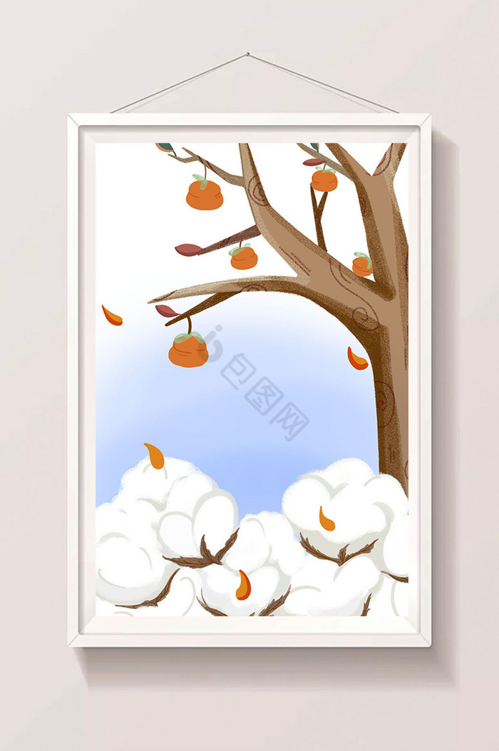秋季棉花柿子图片