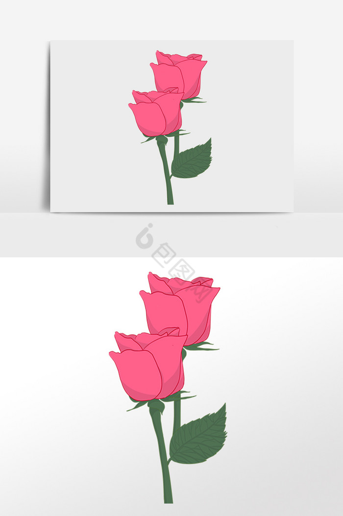 两支玫瑰花图片