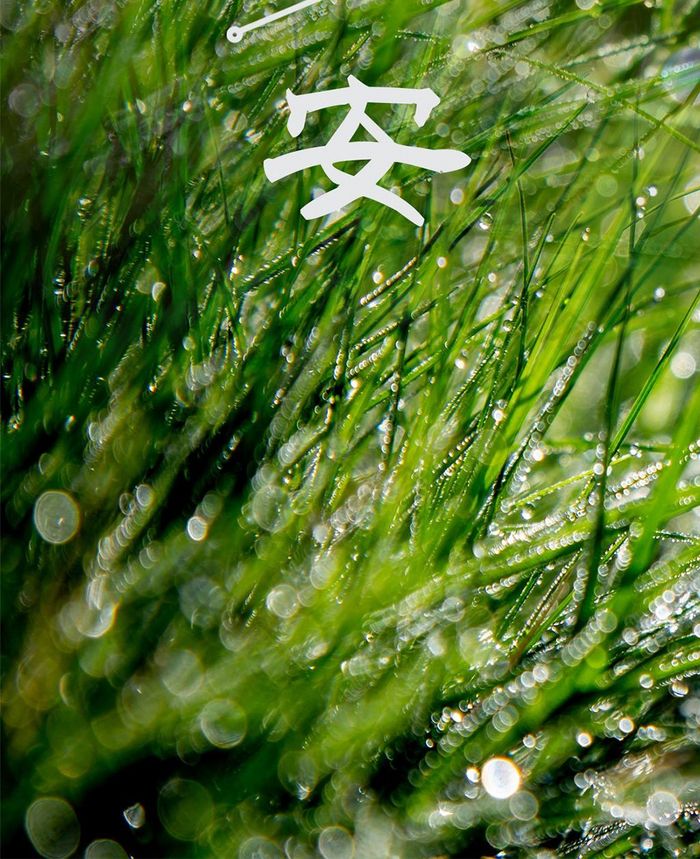 简约绿色森林清晨早安手机配图