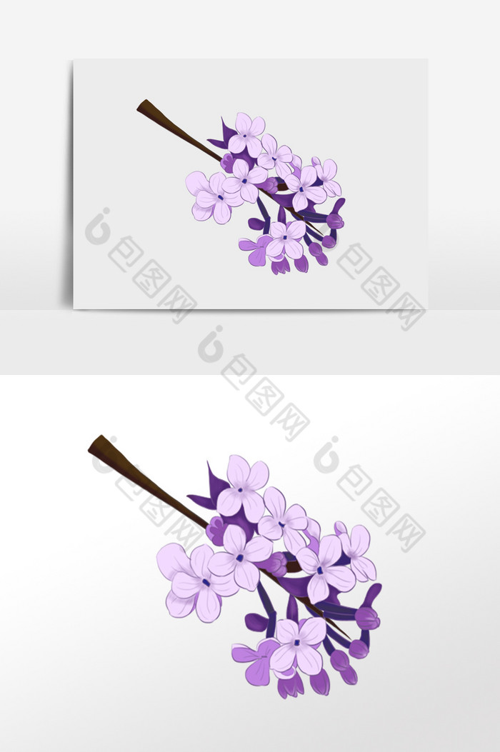花卉植物插画图片图片