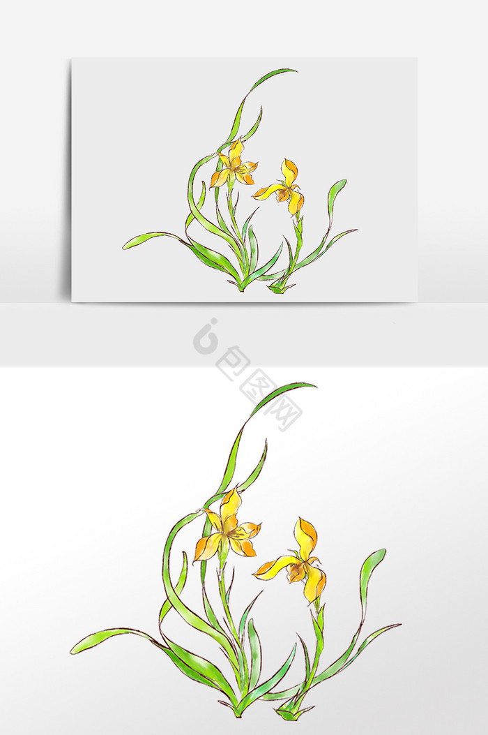 彩绘兰花花朵图片