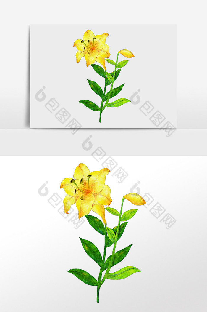 彩绘黄百合花朵图片图片