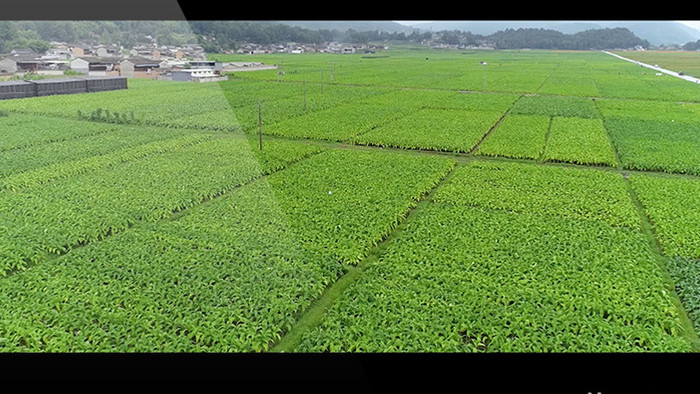 航拍万亩烟田高清视频素材