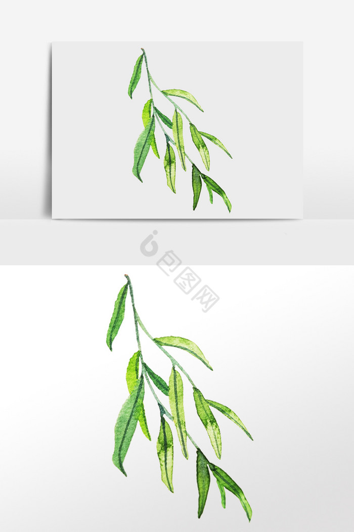柳枝植物图片