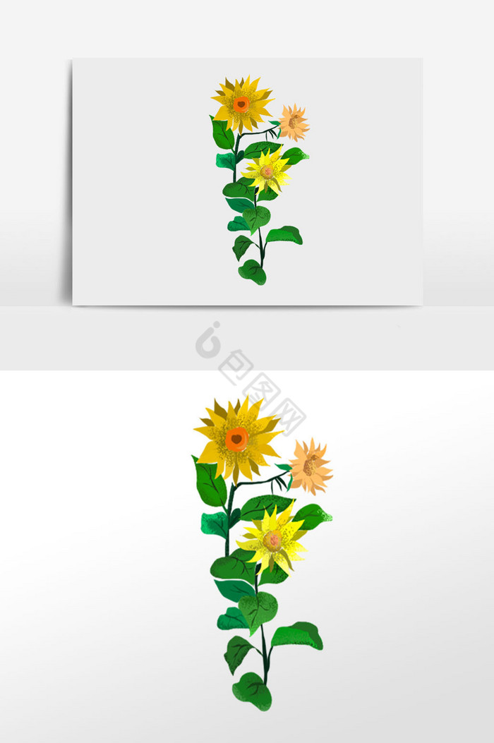 向日葵花卉植物插画图片