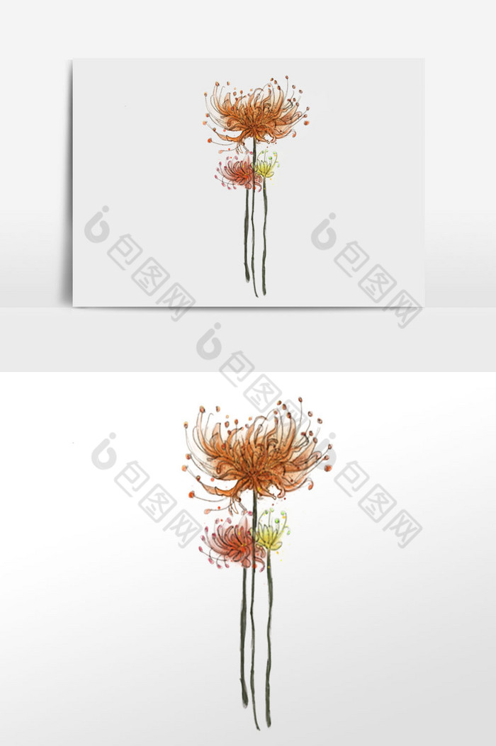 插画植物花卉图片