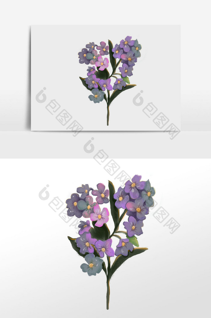 紫色花卉植物插画