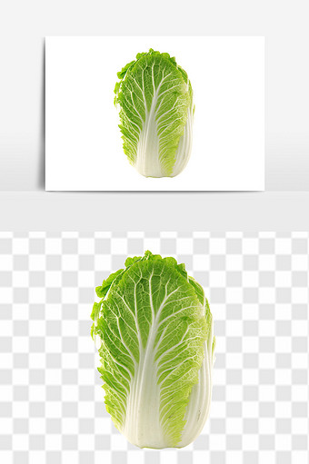 绿色食品白菜图片