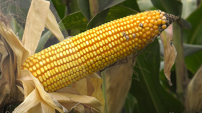实拍玉米成长成熟全过程高清视频素材