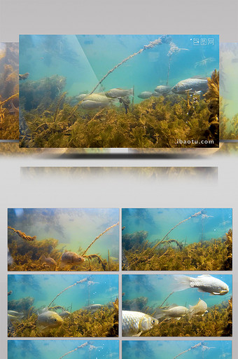 水下实拍鱼儿高清视频素材图片