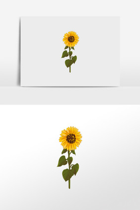 花卉向日葵手绘插画