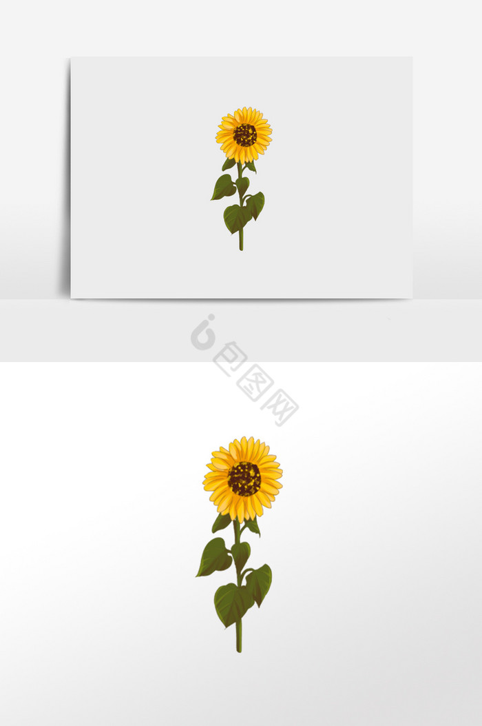 花卉向日葵插画