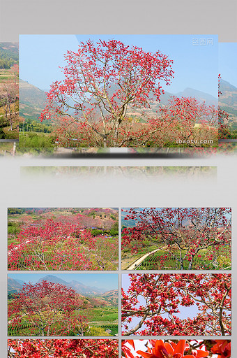 航拍实拍木棉花盛开高清视频素材图片