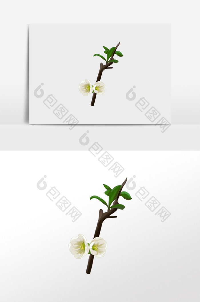 白色花卉插画素材
