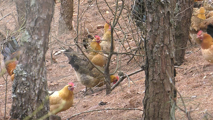 实拍林下养殖生态土鸡高清视频素材