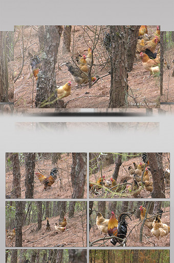 实拍林下养殖生态土鸡高清视频素材图片