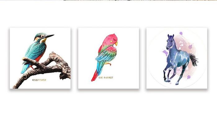 北欧彩色鹦鹉简约动物鸟类装饰画