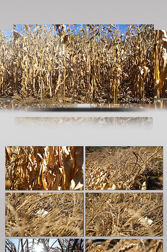 实拍干玉米花艺术高清视频素材图片