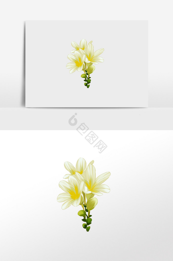黄花卉图片