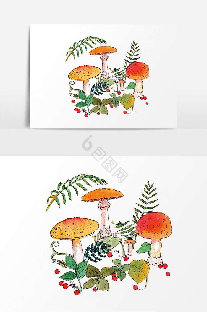 蘑菇果子植物图片