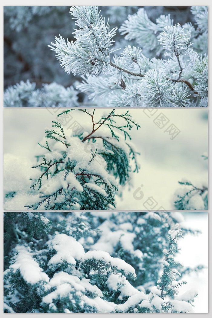 被雪覆蓋的松樹枝丫