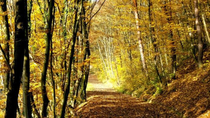 行走在堆积满落叶的丛林中的脚步声